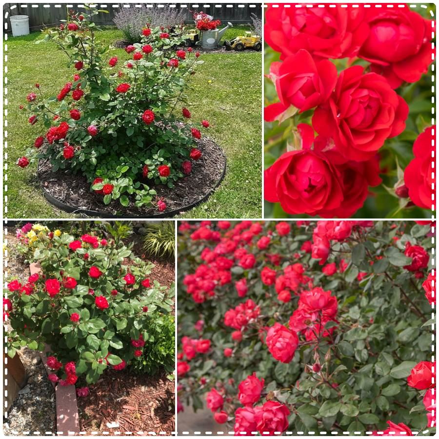 Cherry Bonica róża rabatowa